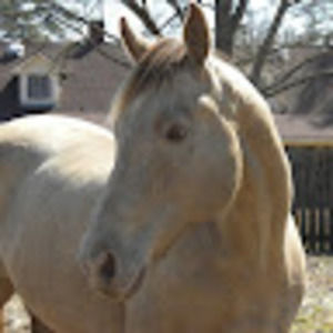 Meet your Posher, Dona